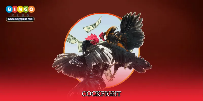 Cockfight