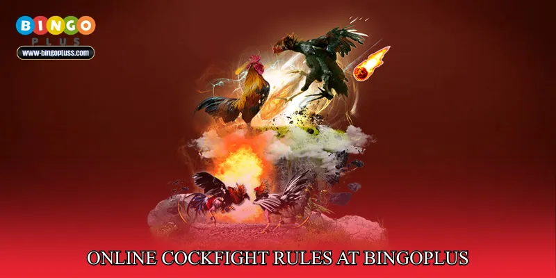 Online Cockfight Rules at BingoPlus