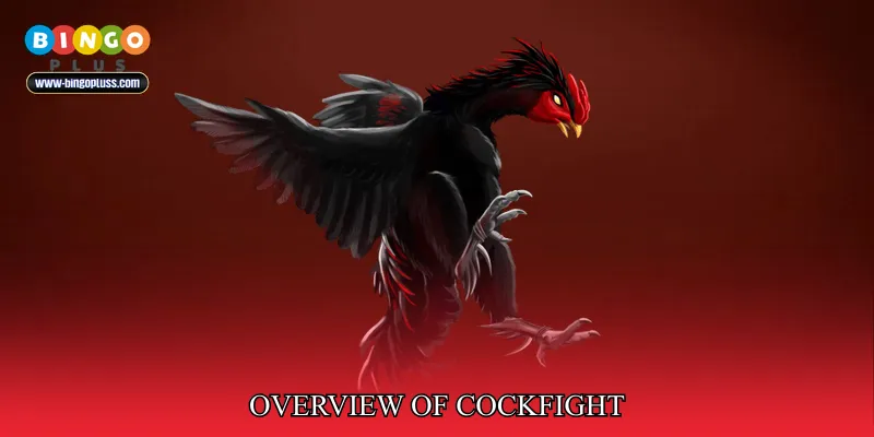 Overview of Cockfight